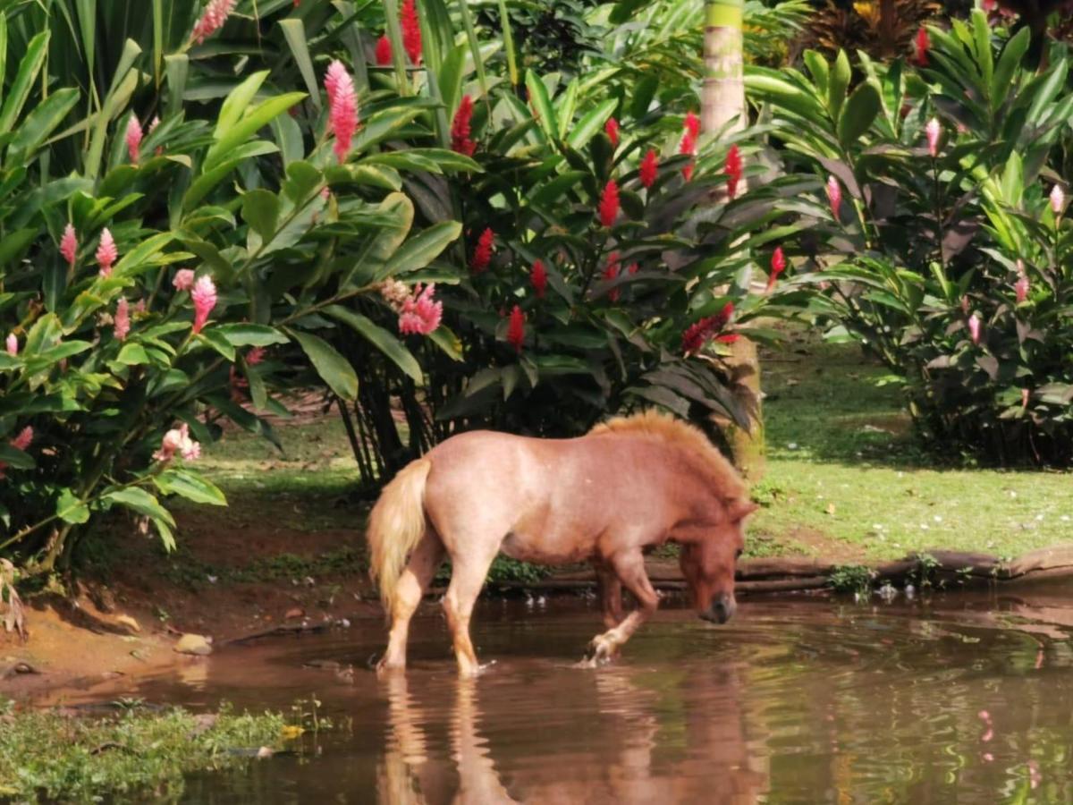 Blue River Resort & Hot Springs Liberia Dış mekan fotoğraf